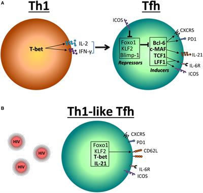 Frontiers | CD4 T Follicular Helper Cells And HIV Infection: Friends Or ...